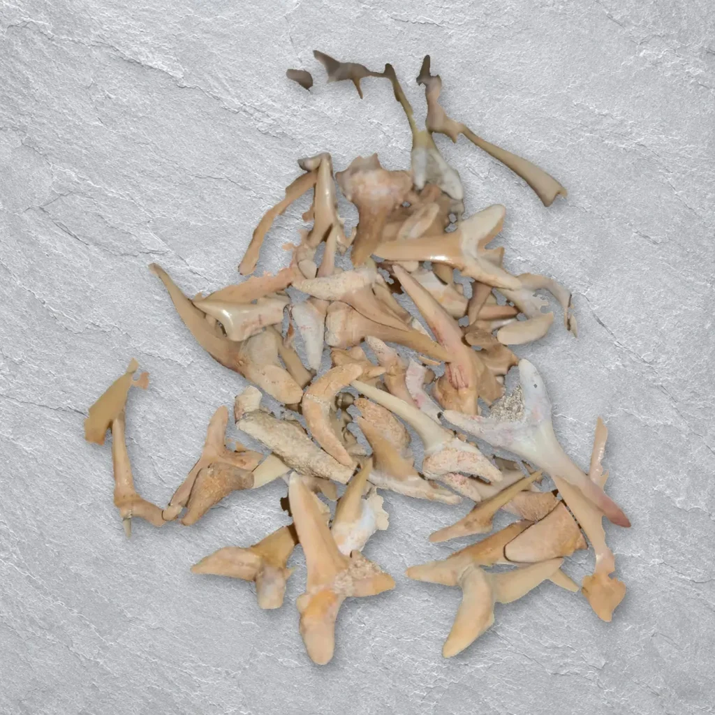 Brachycarcharias Sand Tiger Shark Teeth – real wholesale lot photographed by the supplier