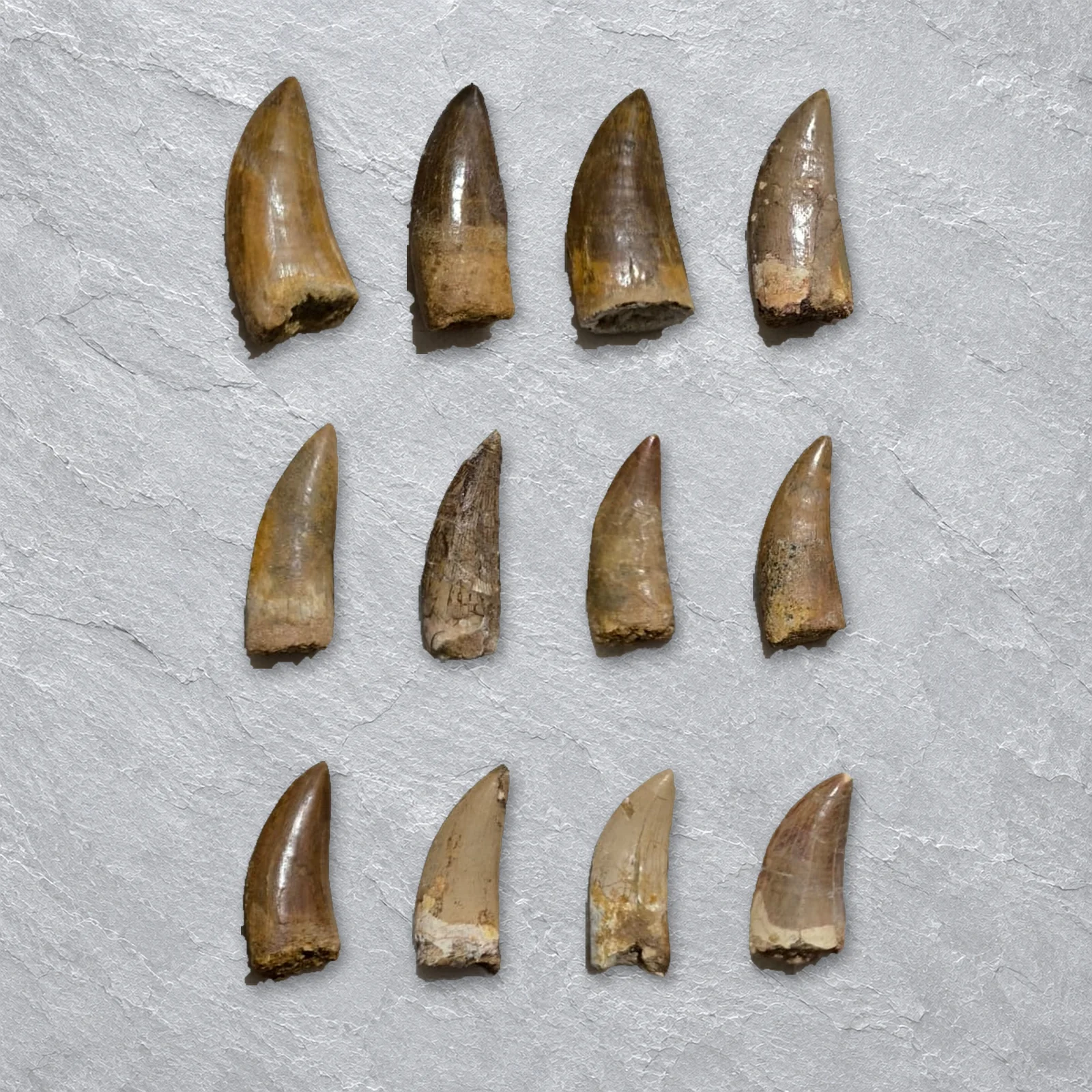Carcharodontosaurus Teeth 6–14 cm, Morocco – real Carcharodontosaurus teeth – similar-size teeth from one wholesale tray