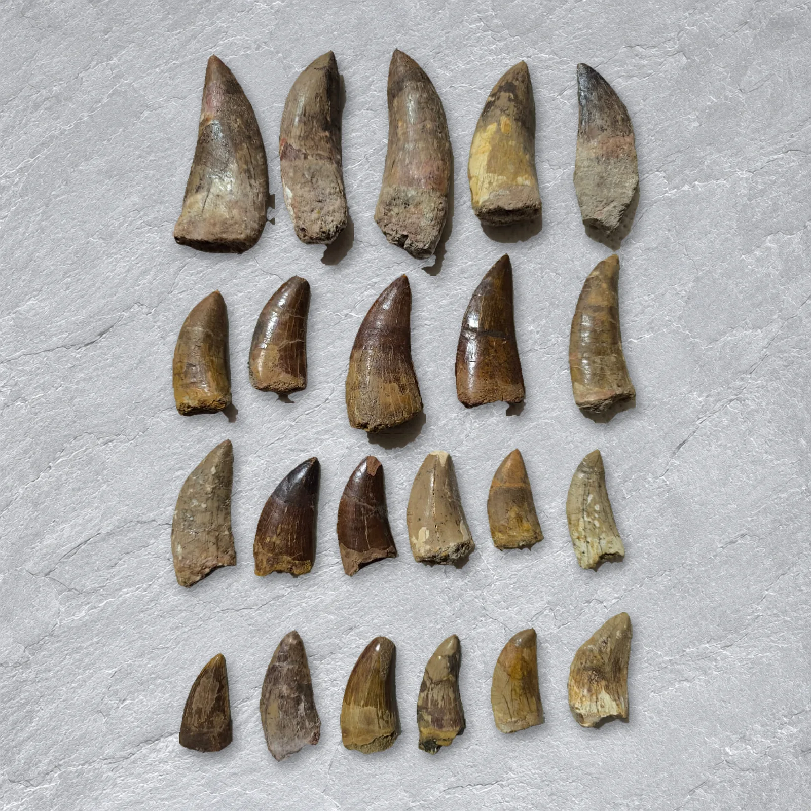 Carcharodontosaurus Teeth 6–14 cm, Morocco – wholesale tray of real Carcharodontosaurus teeth as supplied