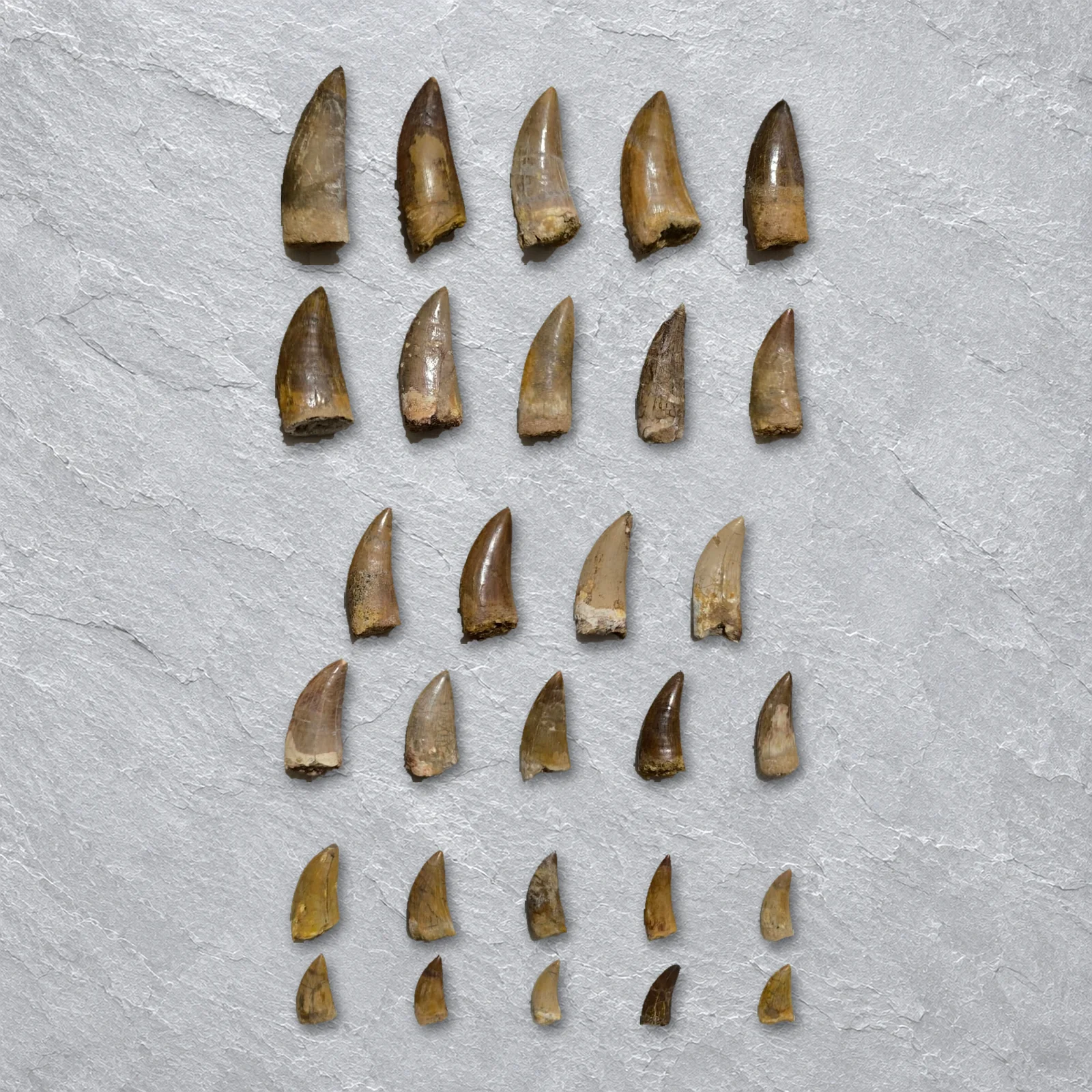 Carcharodontosaurus Teeth 6–14 cm, Morocco – every tooth of the tray grouped big, medium and small