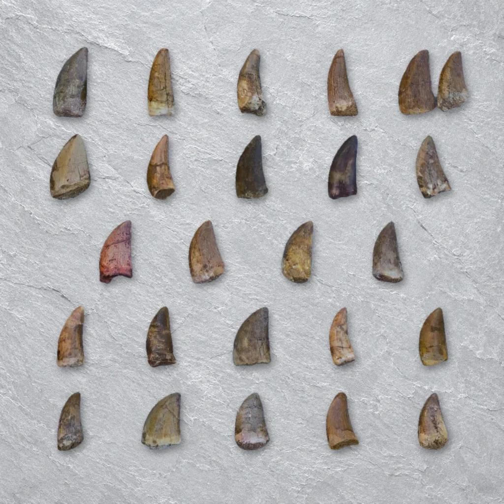 Carcharodontosaurus Teeth 3–5.5 cm, Morocco – real Carcharodontosaurus teeth – similar-size teeth from one wholesale tray