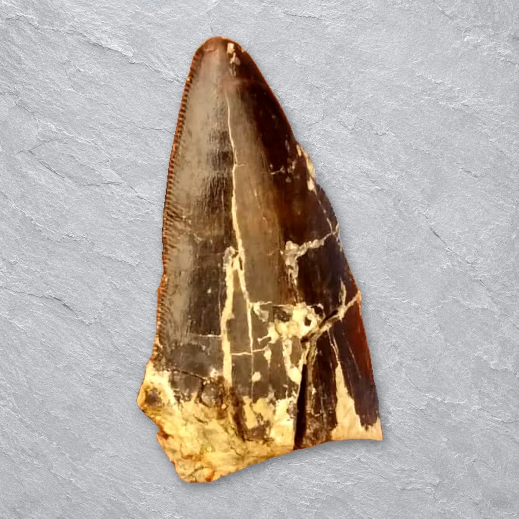 Black Carcharodontosaurus Teeth (Talsint) – real wholesale lot photographed by the supplier