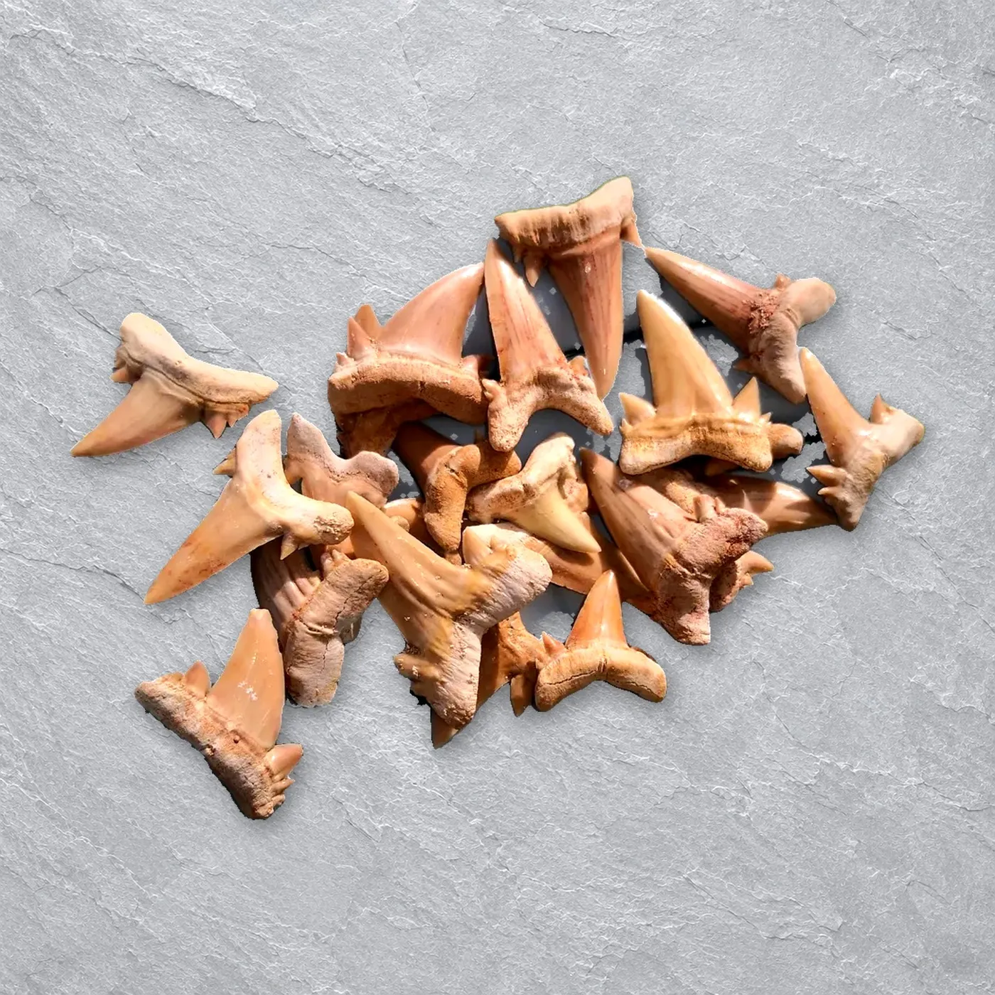 Cretolamna Shark Teeth (Oued Zem) – real wholesale lot photographed by the supplier