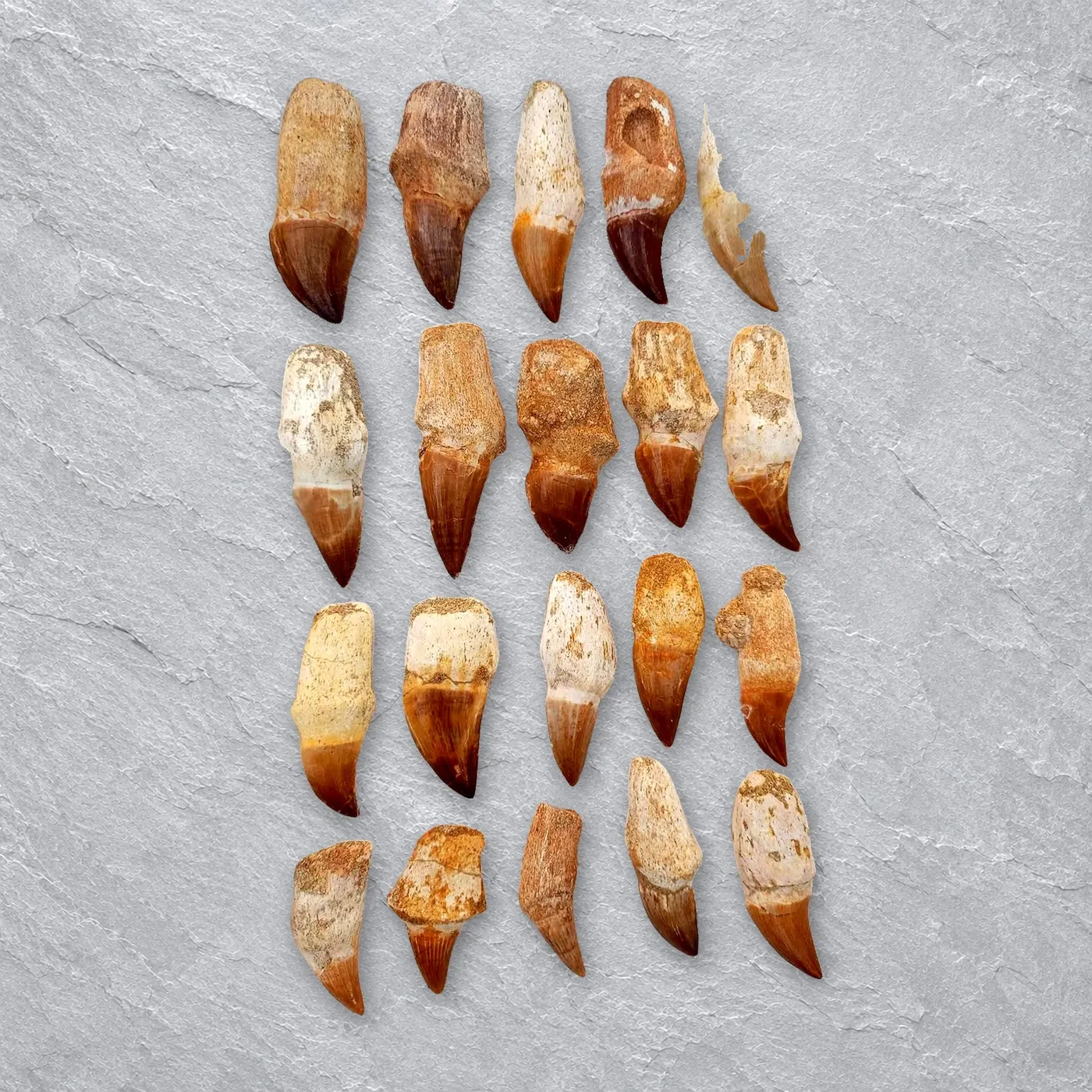 Enchodus Fish Teeth (Oued Zem) – real wholesale lot photographed by the supplier