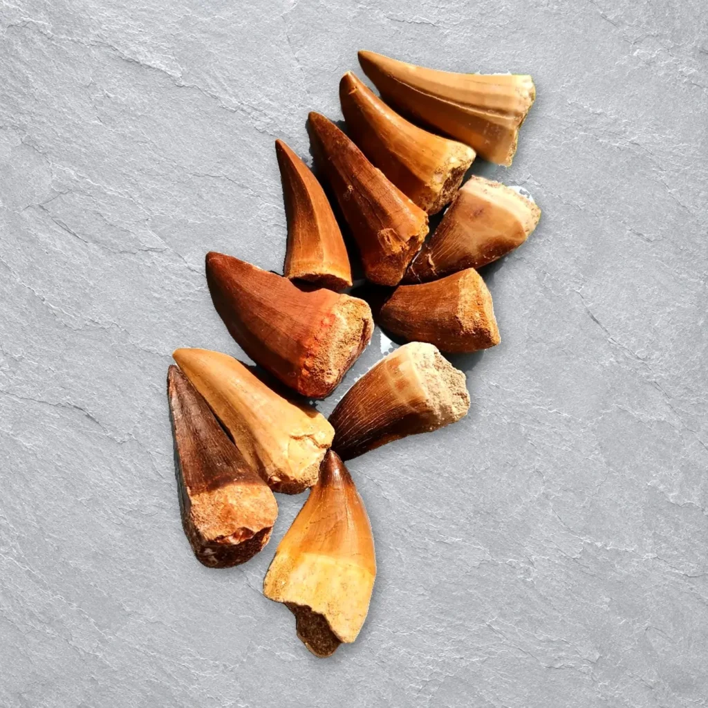 Mosasaur Teeth – real wholesale lot photographed by the supplier