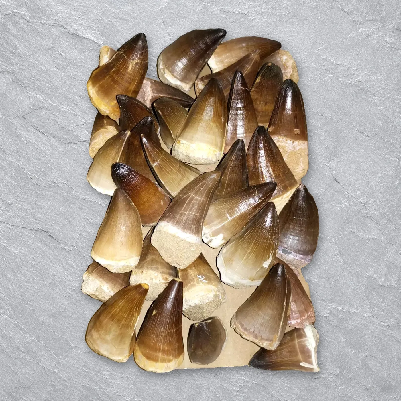 Mosasaur Teeth – real wholesale lot photographed by the supplier