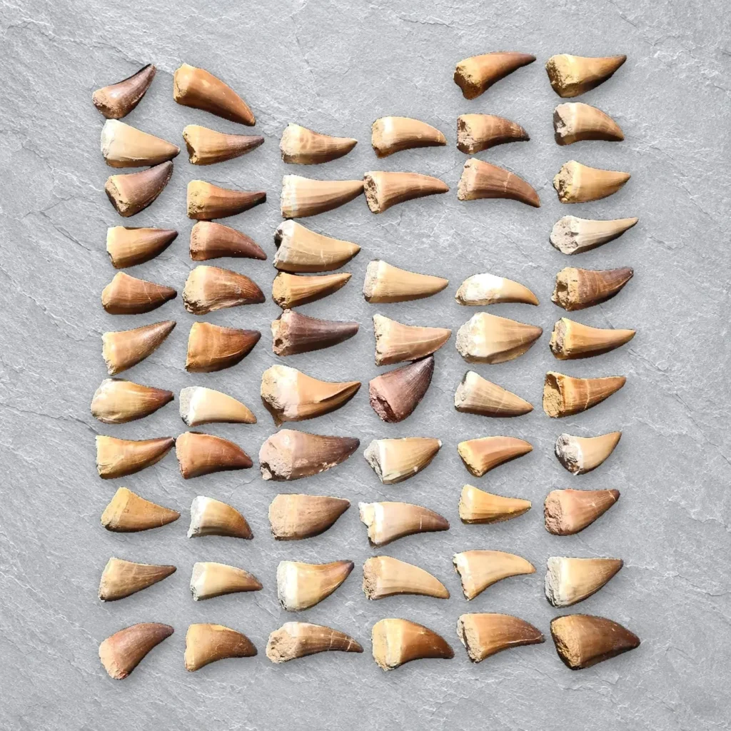Rooted Mosasaur Teeth (incl. Prognathodon) – real wholesale lot photographed by the supplier
