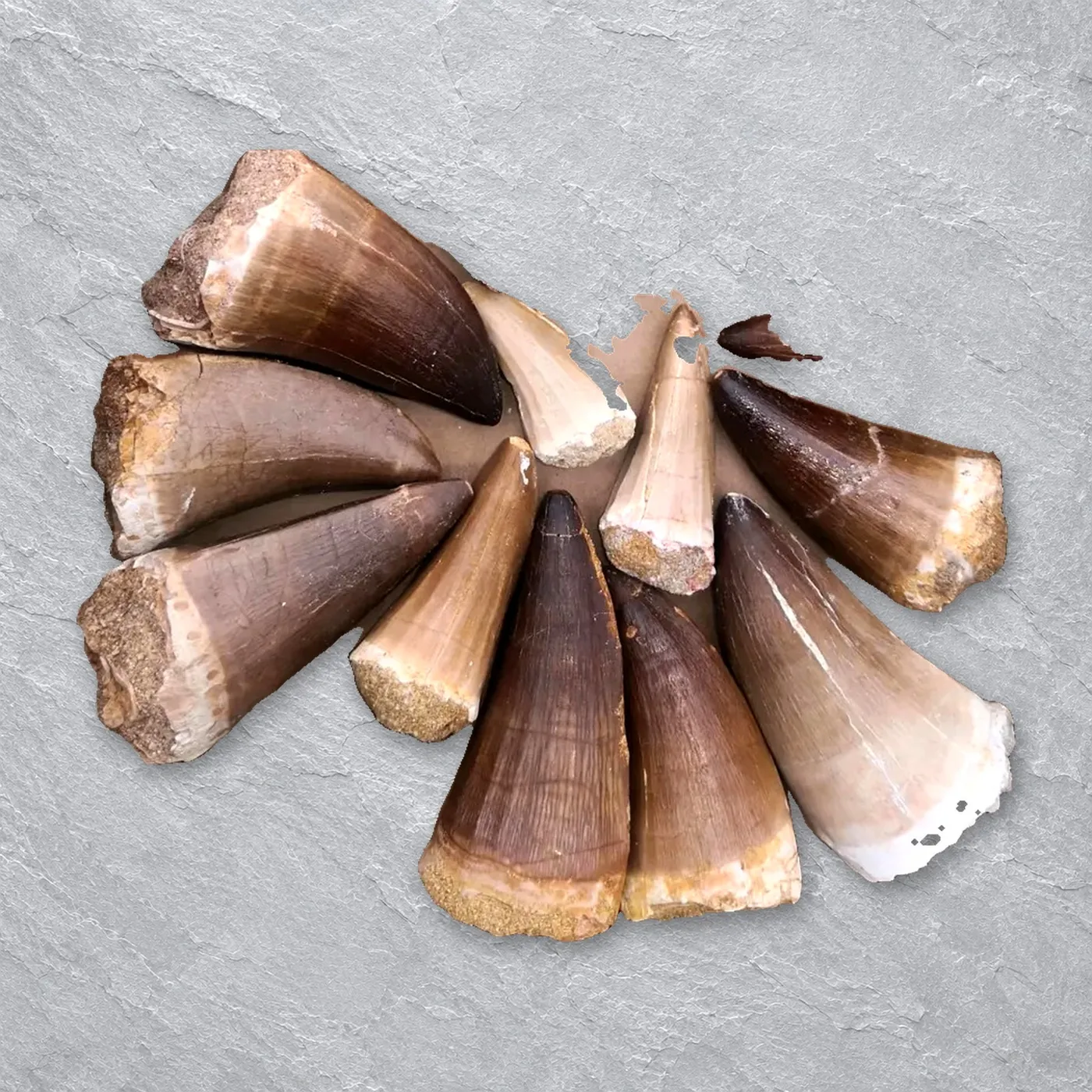 Rooted Mosasaur Teeth (incl. Prognathodon) – real supplier stock, view 4