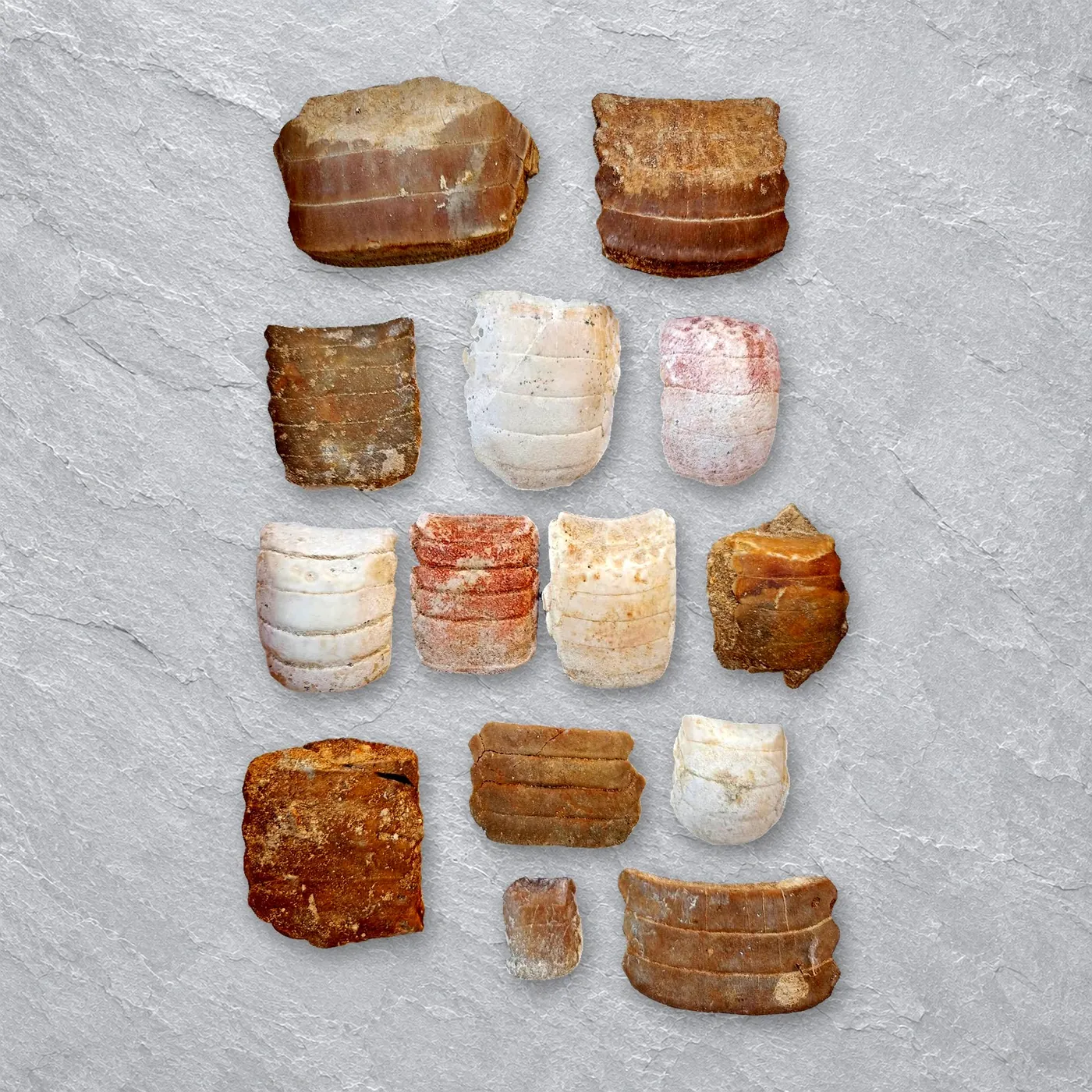 Myliobatis Stingray Dental Plates – real wholesale lot photographed by the supplier