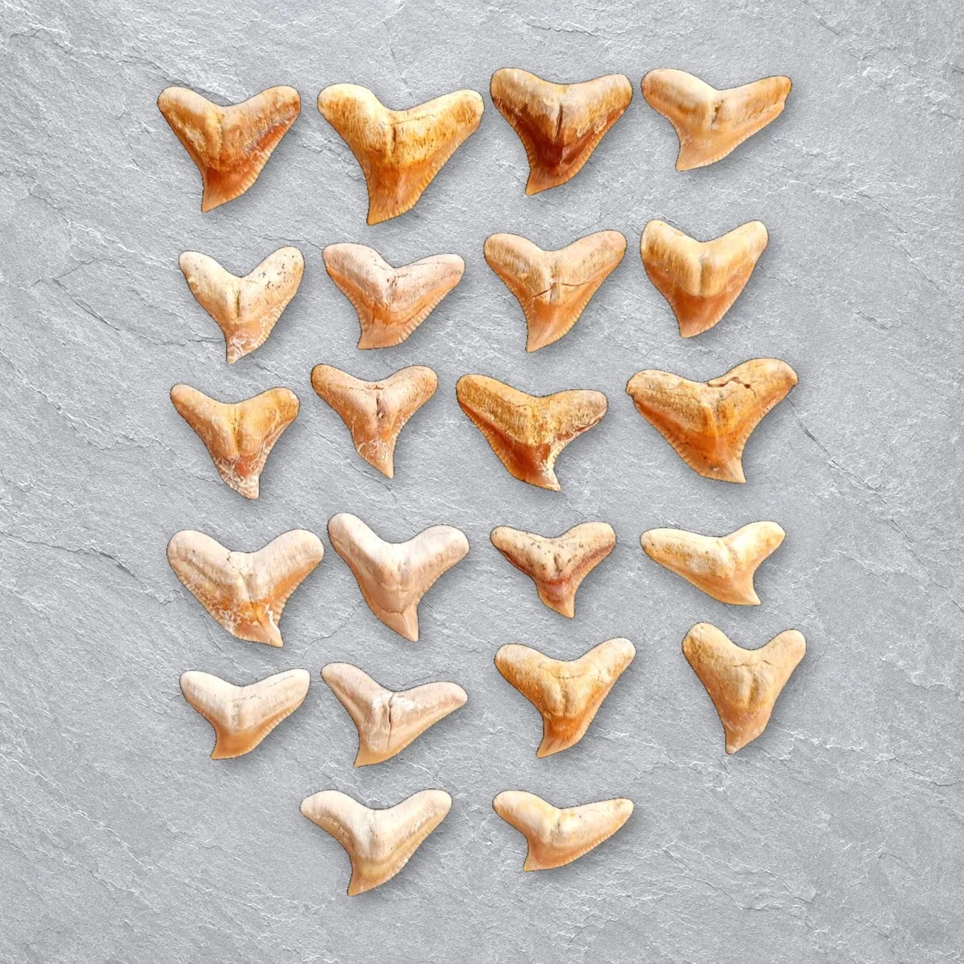 Odontaspis & Galeocerdo Shark Teeth – real supplier stock, view 2