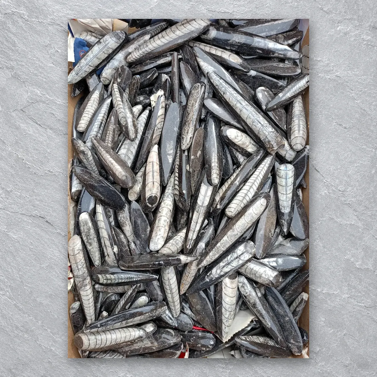 Polished Orthoceras Fossils (Erfoud) – real wholesale lot photographed by the supplier