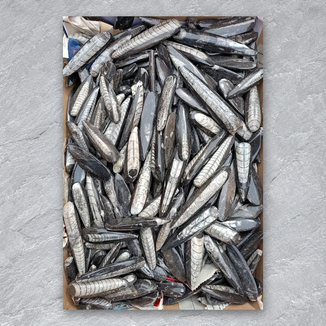 Polished Orthoceras Fossils (Erfoud) – real photo 3 of supplier stock