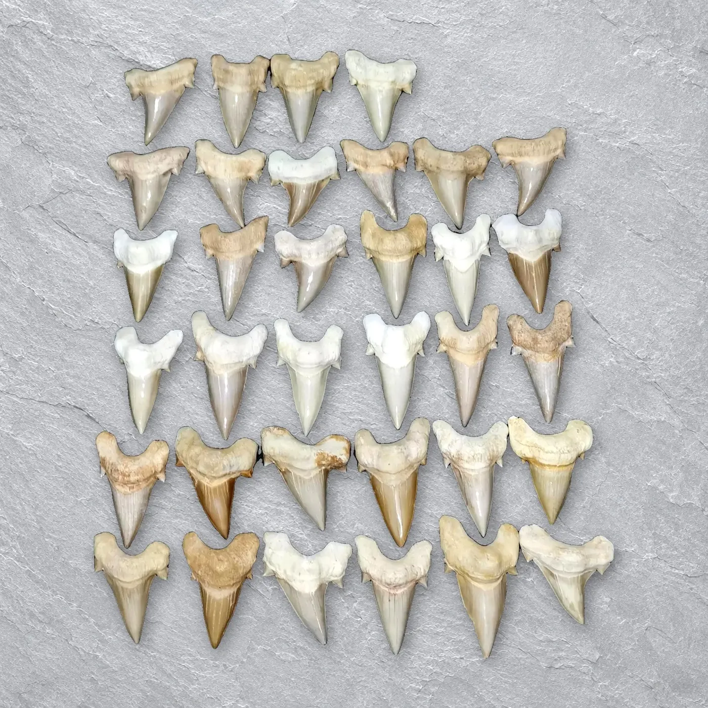 Otodus obliquus Shark Teeth – real wholesale lot photographed by the supplier