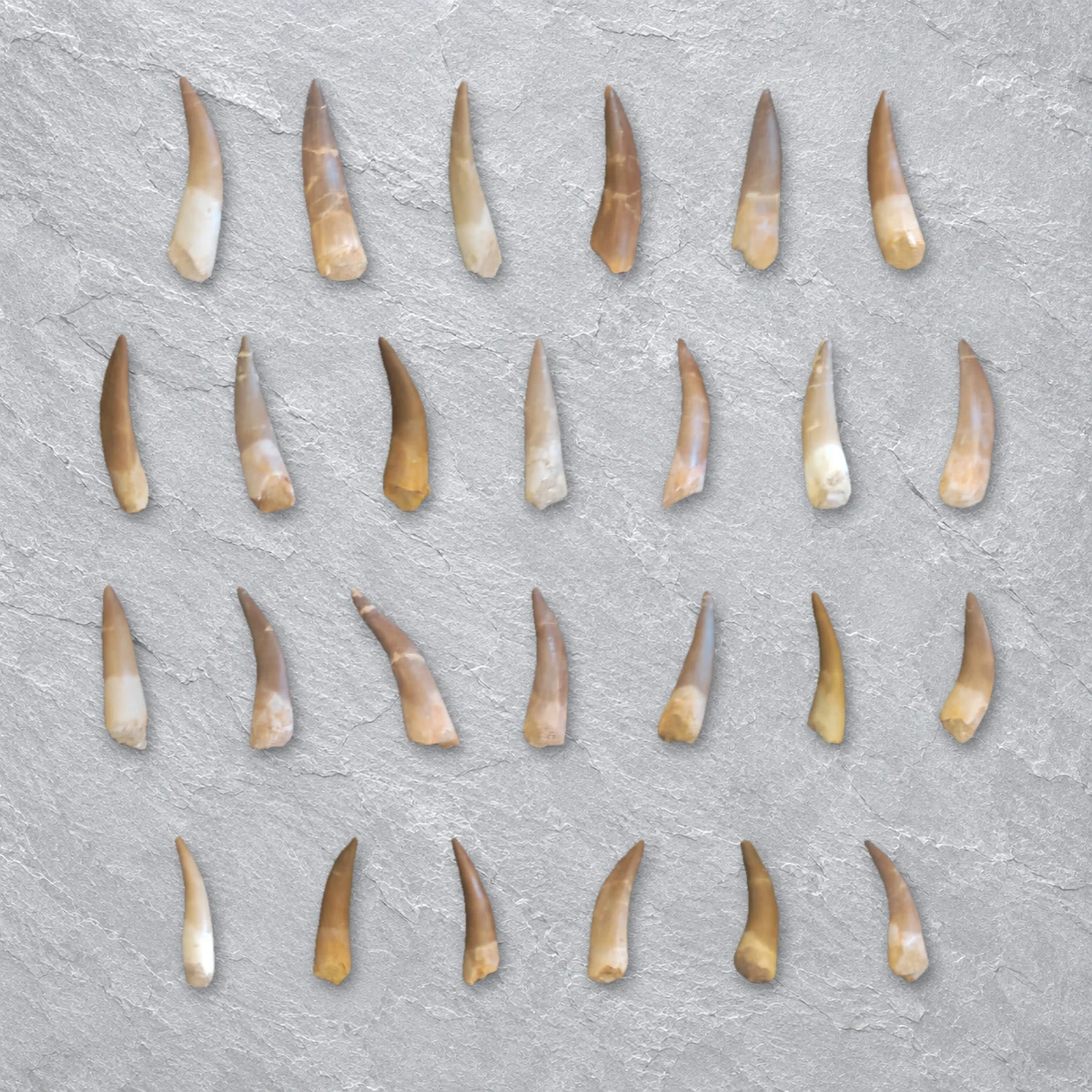 Plesiosaur Teeth 6–8 cm, Morocco – real plesiosaur teeth – similar-size teeth from one wholesale tray