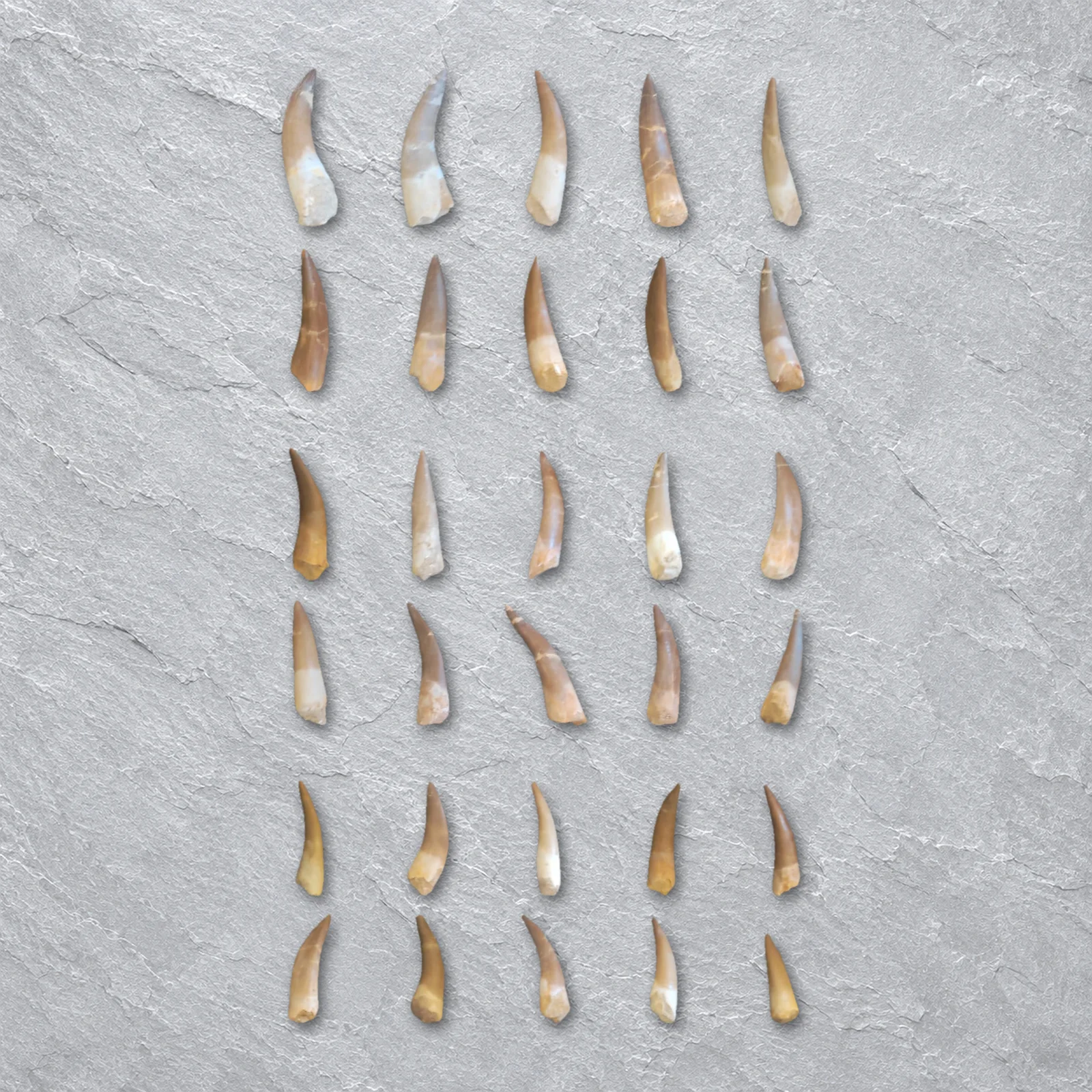 Plesiosaur Teeth 6–8 cm, Morocco – every tooth of the tray grouped big, medium and small