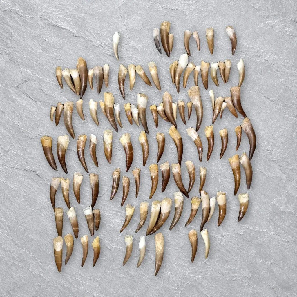 Elasmosaur (Zarafasaura) Teeth – real wholesale lot photographed by the supplier