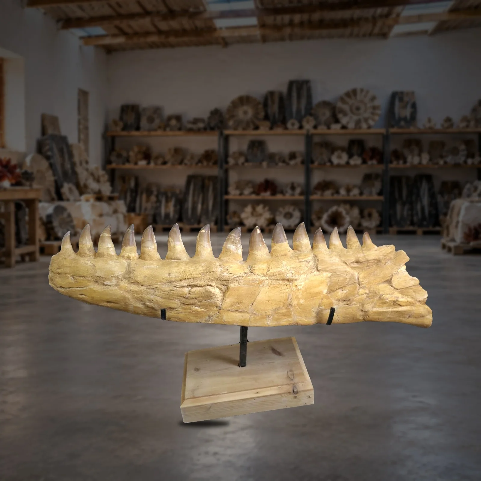 Prognathodon mosasaur lower jaw – real specimen photographed by the supplier