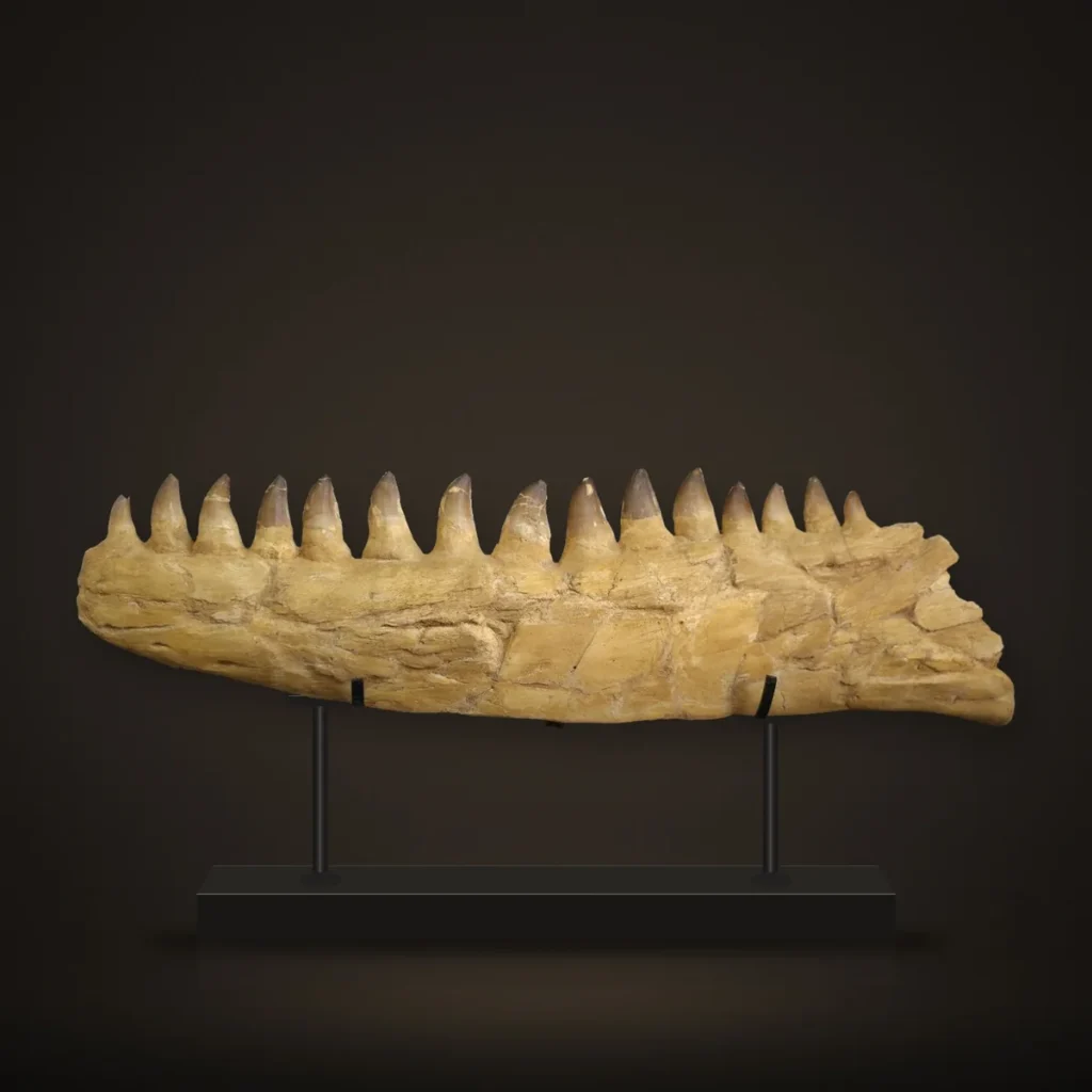 Prognathodon Mosasaur Lower Jaw – 80 cm – real specimen photographed by the supplier, shown on a display stand