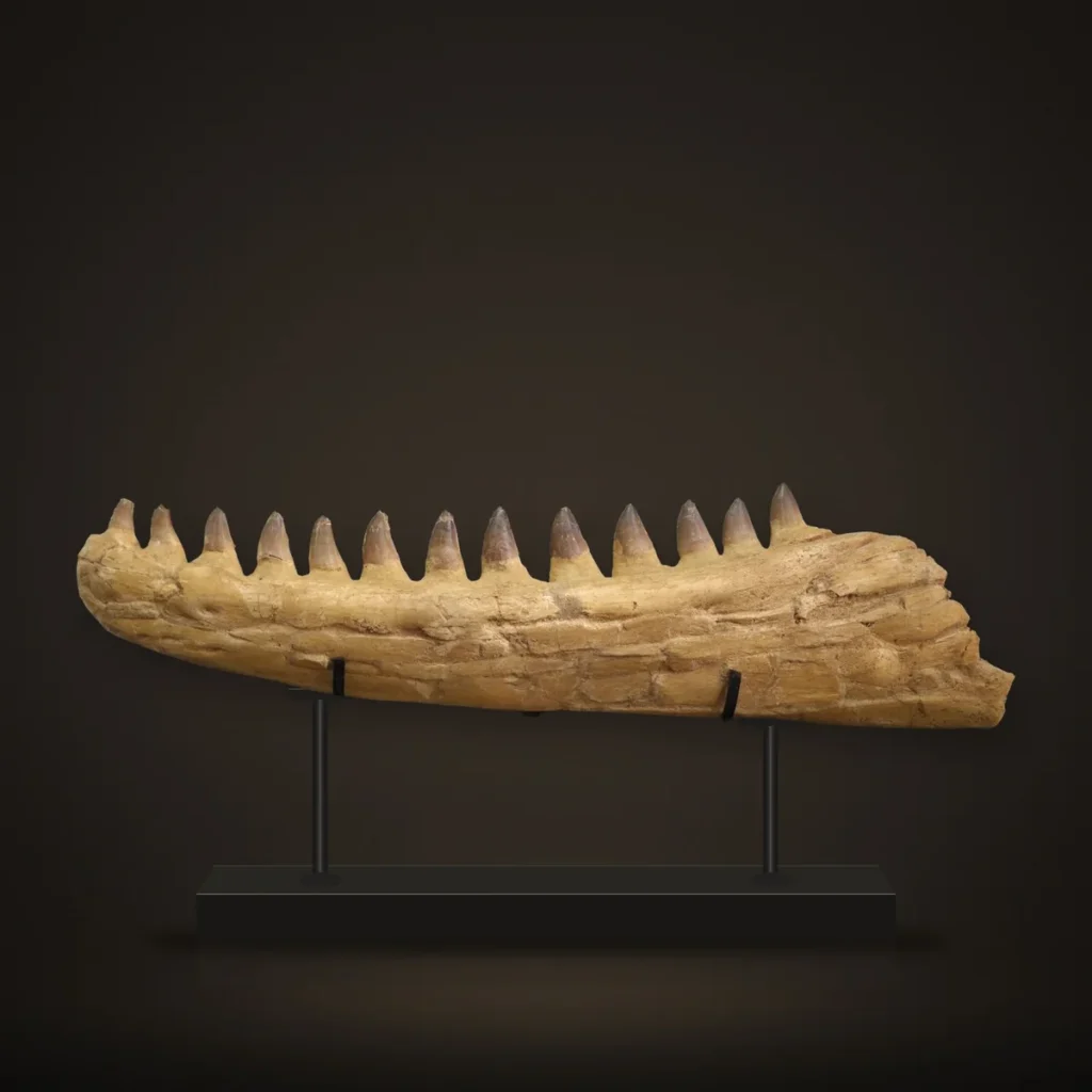 Huge Mosasaurus Jaw – 78 cm – real specimen photographed by the supplier, shown on a display stand