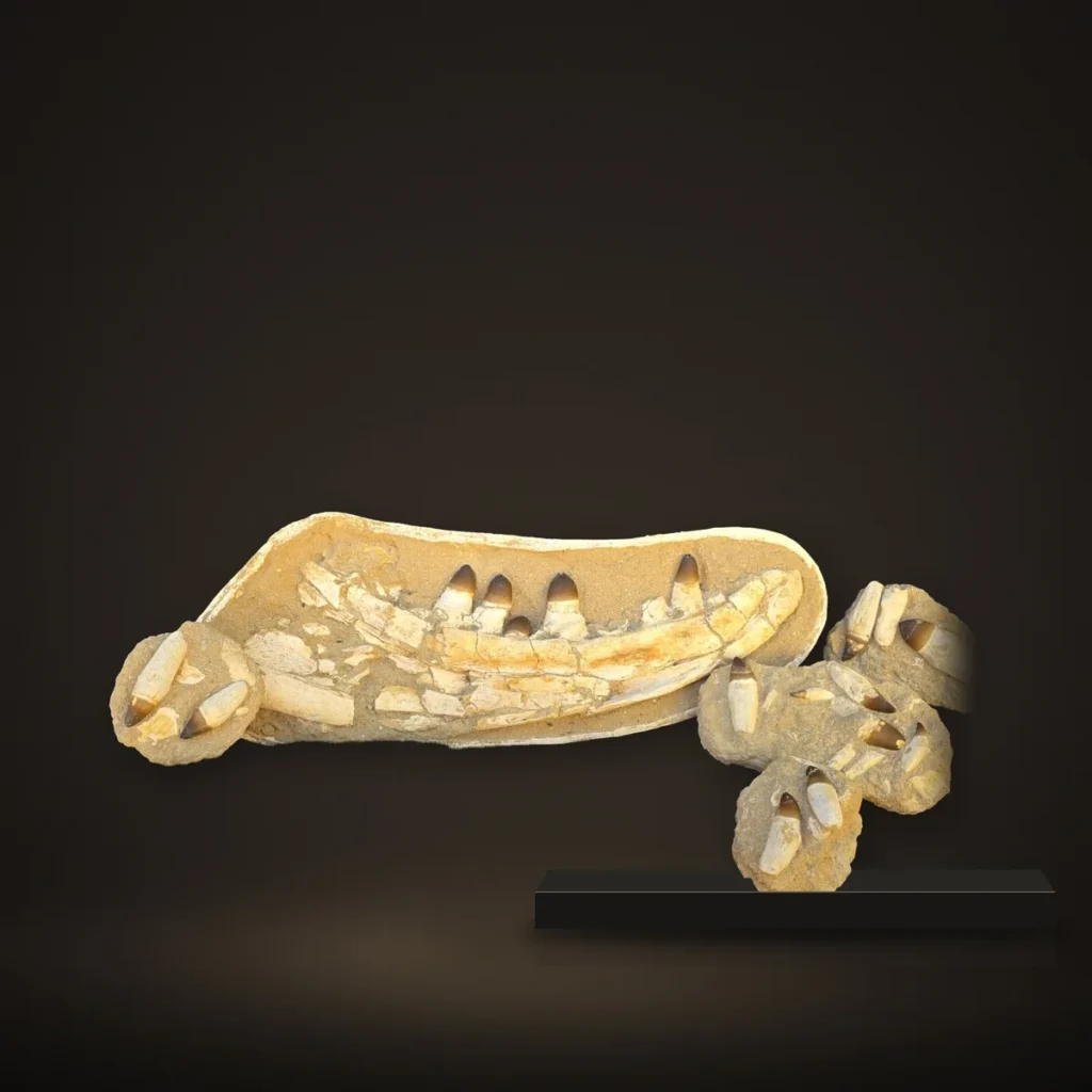 Mosasaur Jaws with Rooted Teeth – Two Jaws, Same Animal ('currii') – real specimen photographed by the supplier