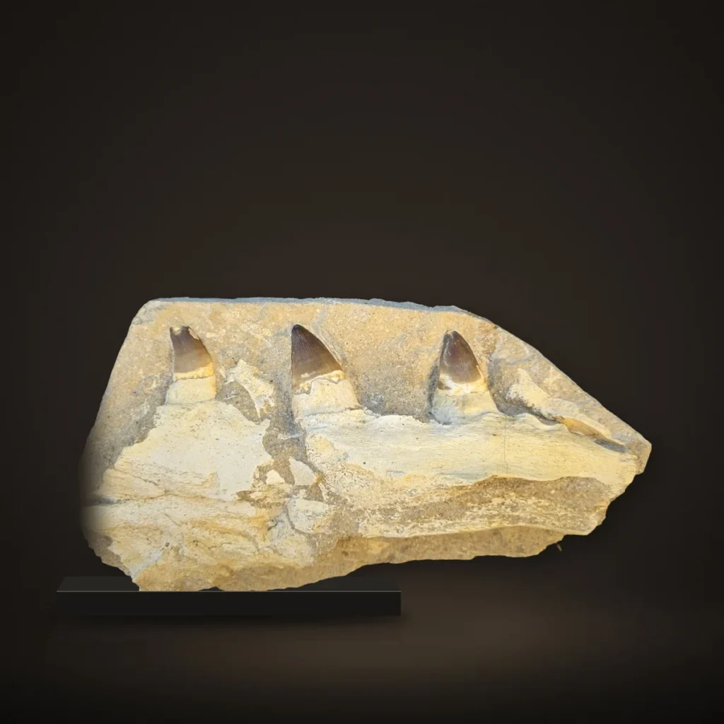 Mosasaur Upper Jaw in Matrix – 36 cm – real specimen photographed by the supplier
