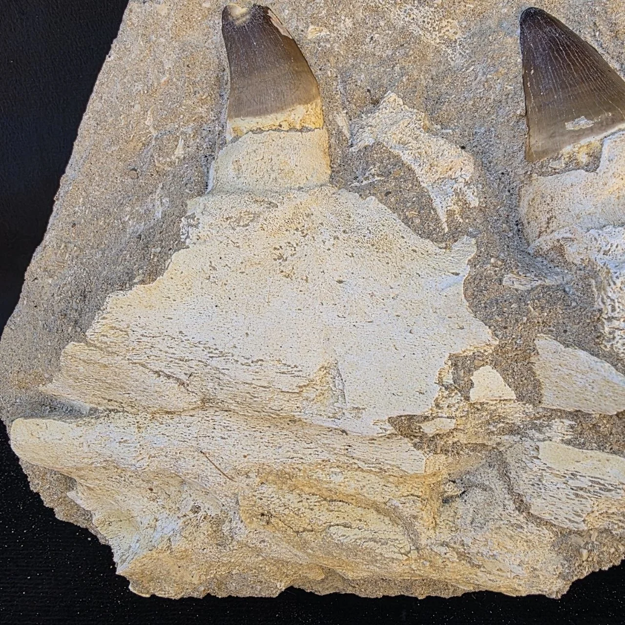 Mosasaur upper jaw in matrix – original unedited photo from the supplier