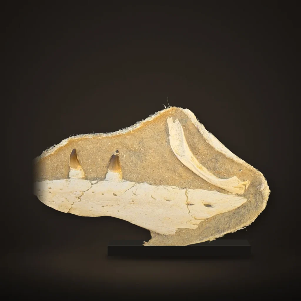 Mosasaur Upper Jaw in Matrix with Sclerotic Eye-Ring Bone – 67 cm – real specimen photographed by the supplier