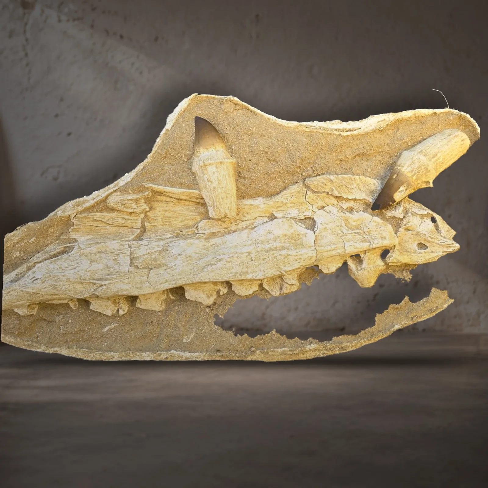 Mosasaur jaw jacket with 2 rooted teeth, same individual – real specimen photographed by the supplier