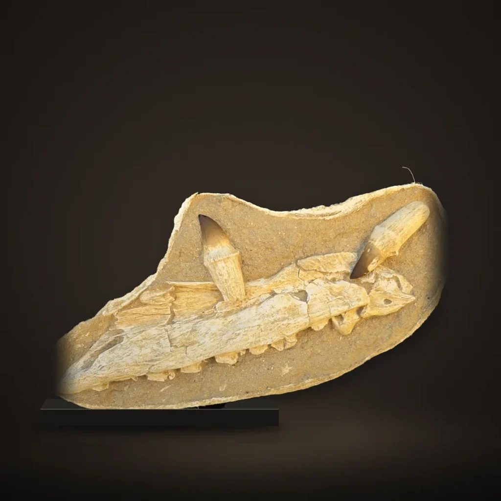 Mosasaur Jaw Jacket with 2 Rooted Teeth – 66 cm – real specimen photographed by the supplier