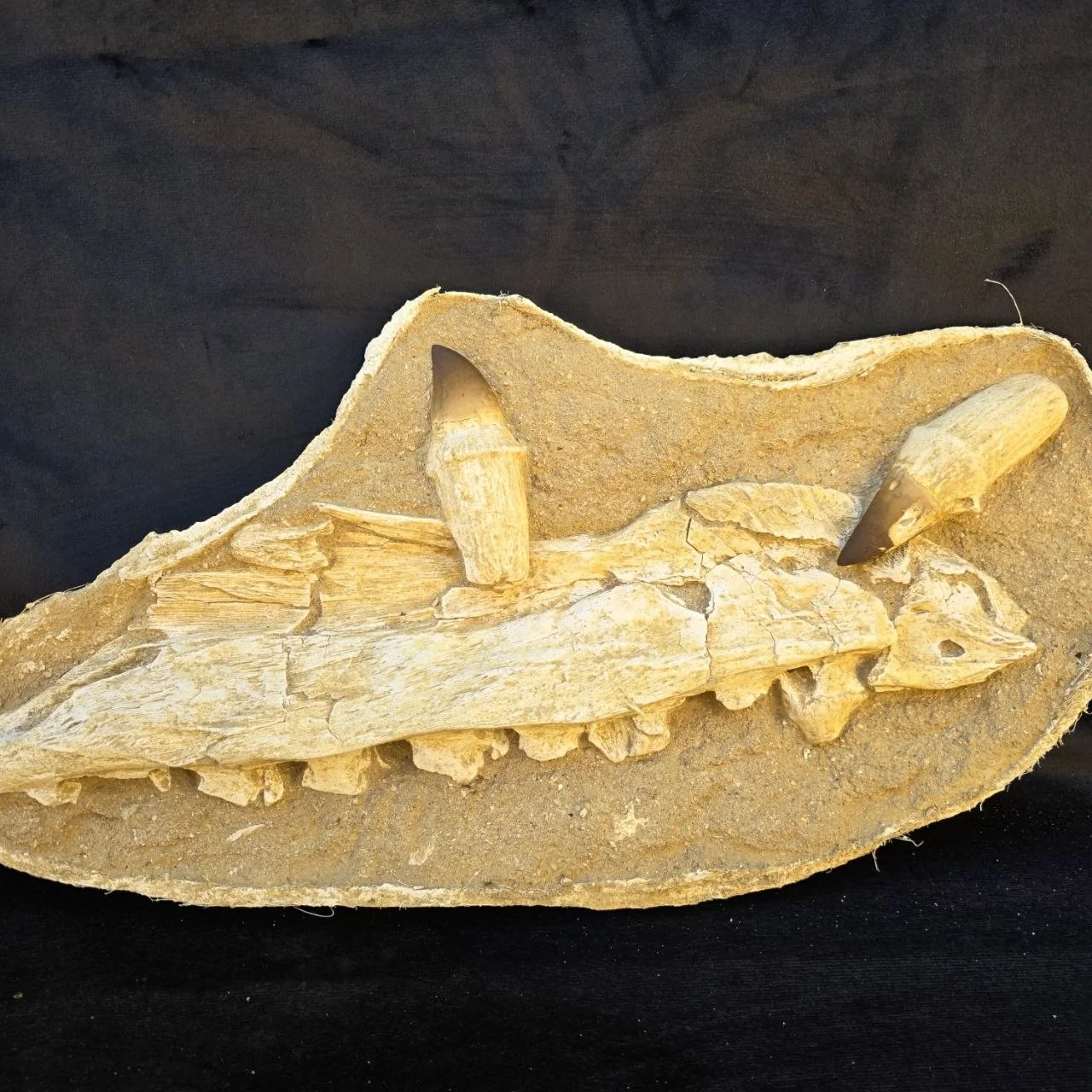 Mosasaur jaw jacket with 2 rooted teeth, same individual – original unedited photo from the supplier