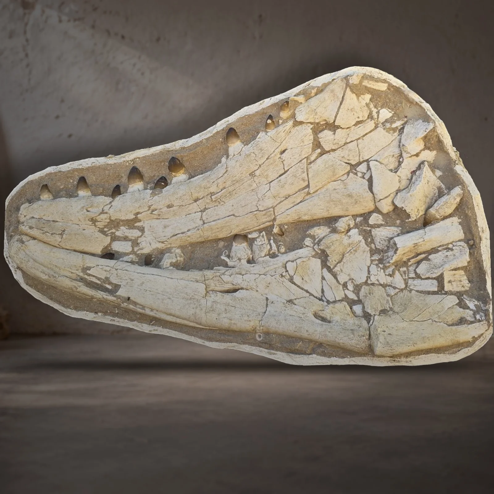 Two huge mosasaur lower jaws in matrix – real specimen photographed by the supplier