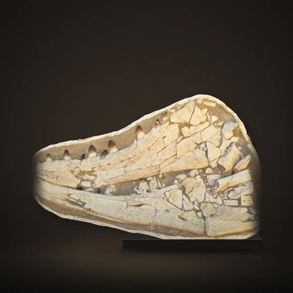 Two Huge Mosasaur Lower Jaws in Matrix – 90 cm – real specimen photographed by the supplier