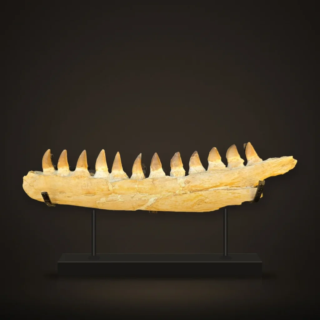 Mosasaur Jaw – 47 cm – real specimen photographed by the supplier, shown on a display stand