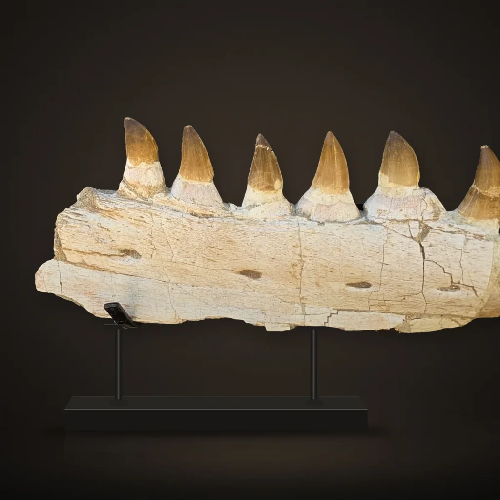 Mosasaur Jaw – 45 cm – real specimen photographed by the supplier, shown on a display stand