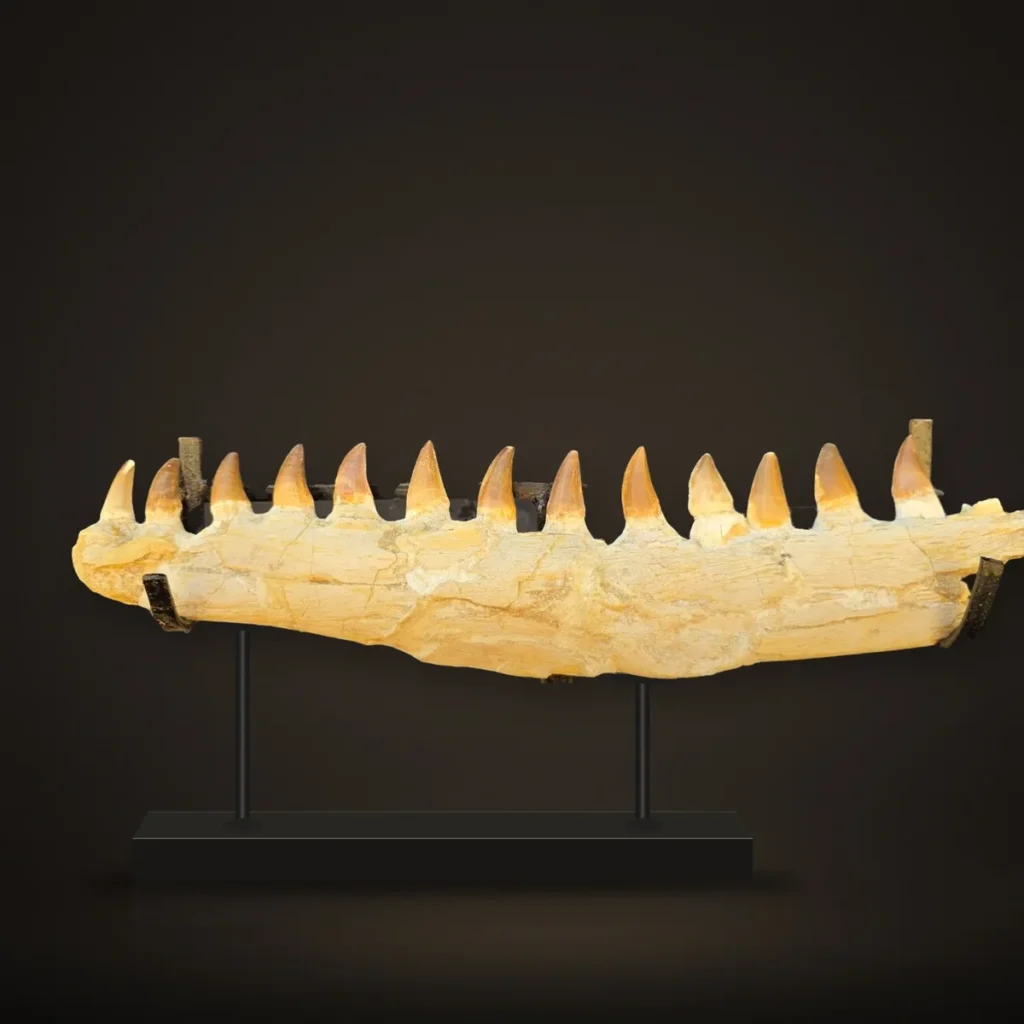 Mosasaur sp. Jaw – 43 cm – real specimen photographed by the supplier, shown on a display stand
