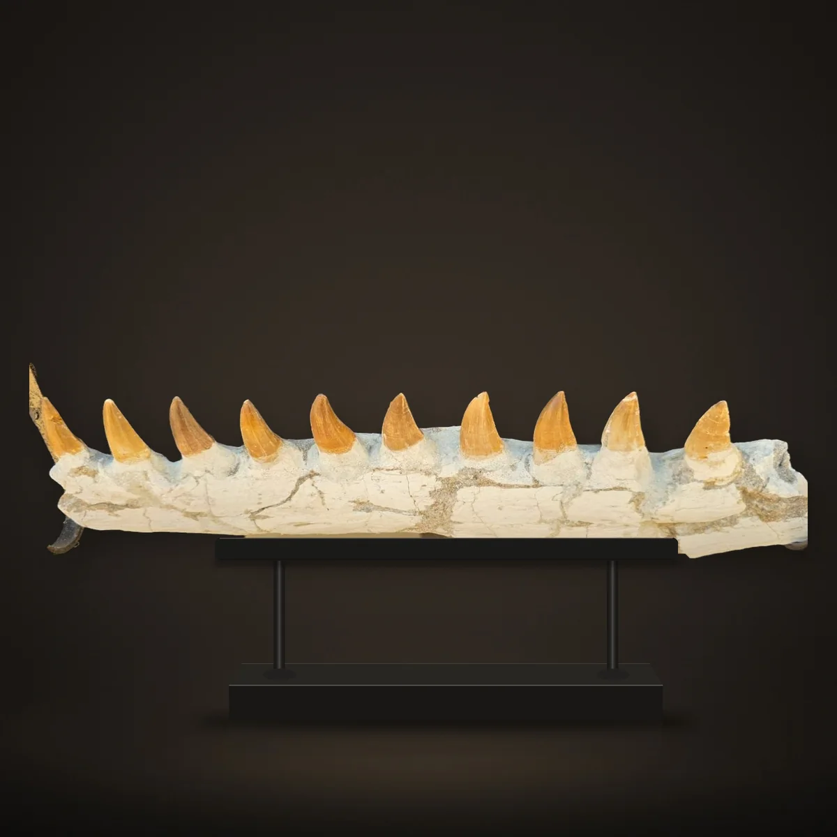Mosasaur sp. Jaw – 35 cm – real specimen photographed by the supplier, shown on a display stand (view 2)