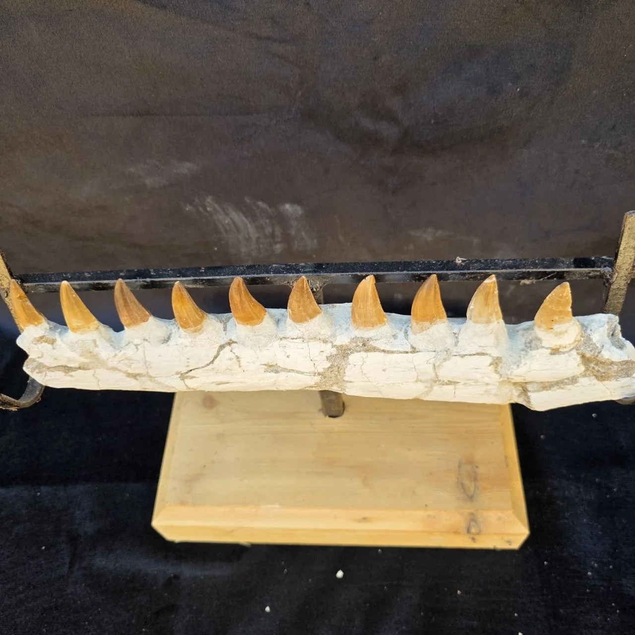 Mosasaur sp. jaw – original unedited photo from the supplier