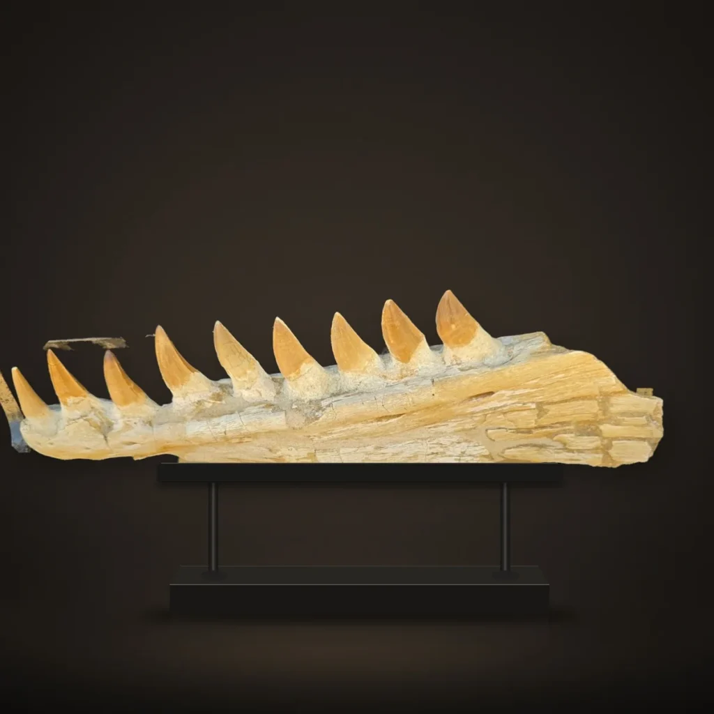 Mosasaur sp. Jaw – 36 cm – real specimen photographed by the supplier, shown on a display stand