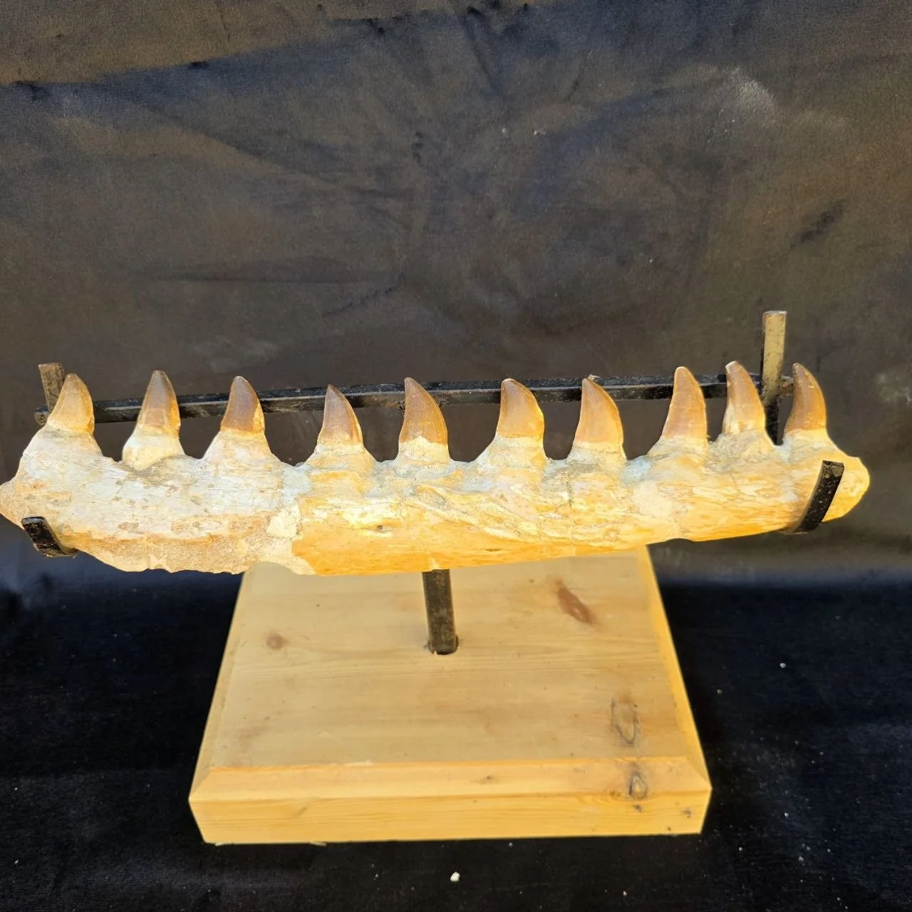 Mosasaur jaw – original unedited photo from the supplier