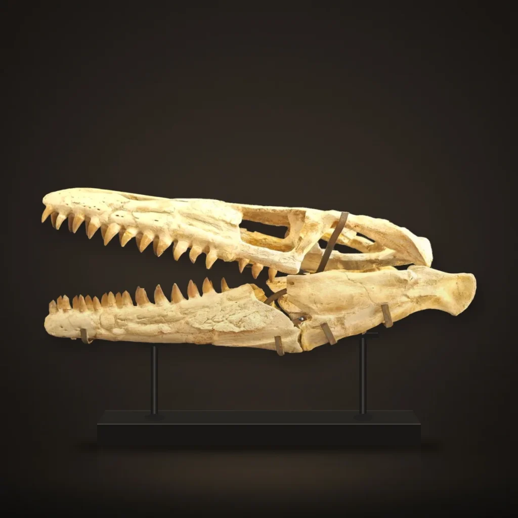 Mosasaur Skull – 65 cm – real specimen photographed by the supplier, shown on a display stand