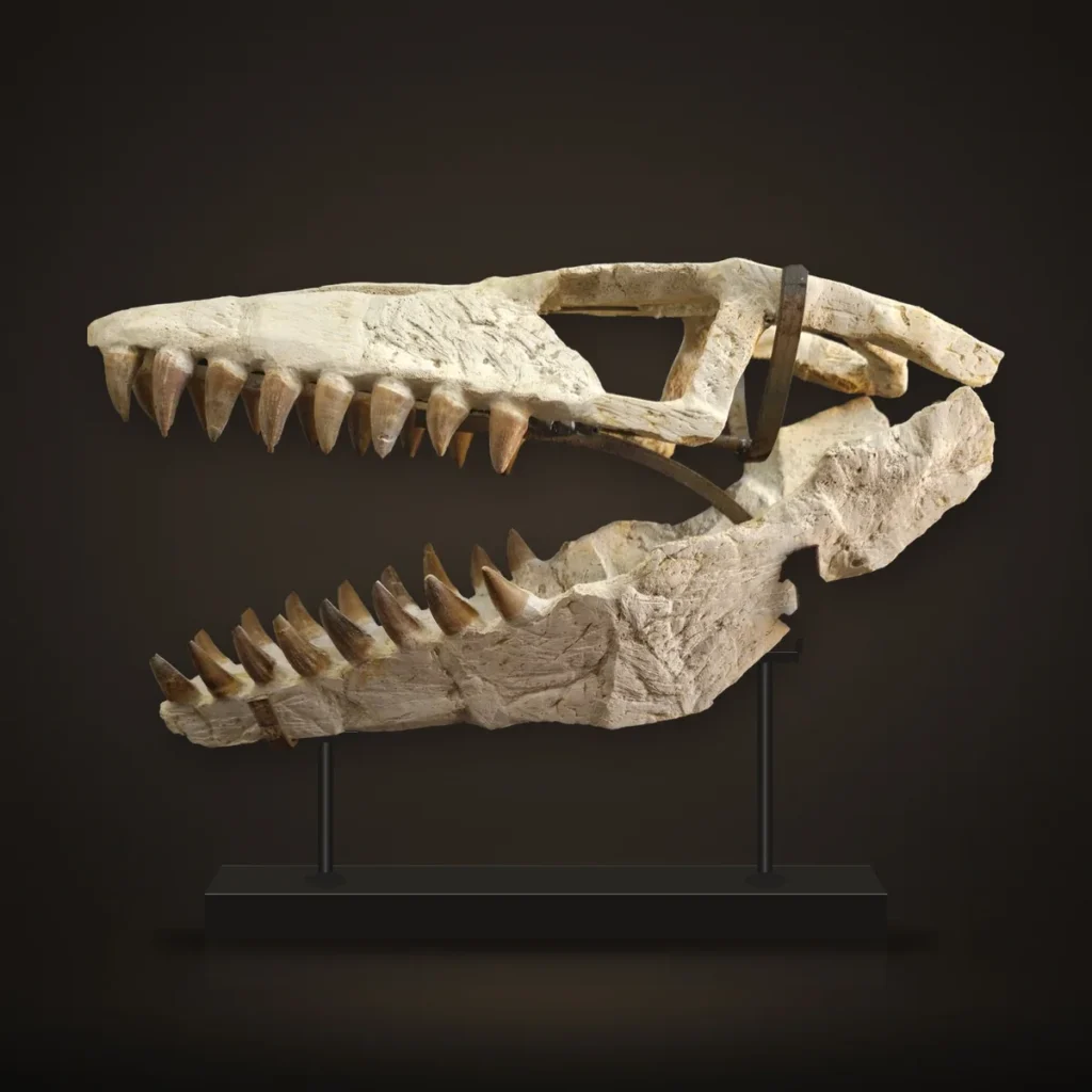 Mosasaur Skull – 40 cm – real specimen photographed by the supplier, shown on a display stand