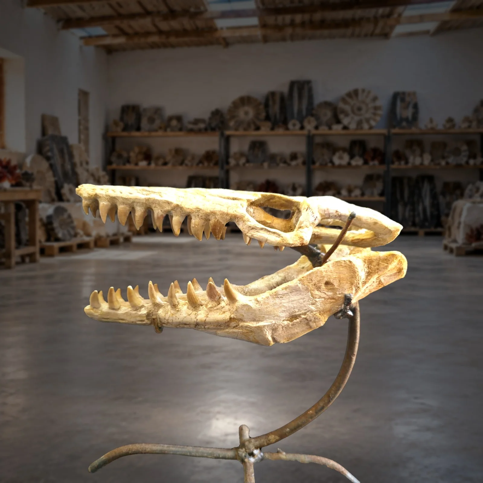 Baby mosasaur skull – real specimen photographed by the supplier