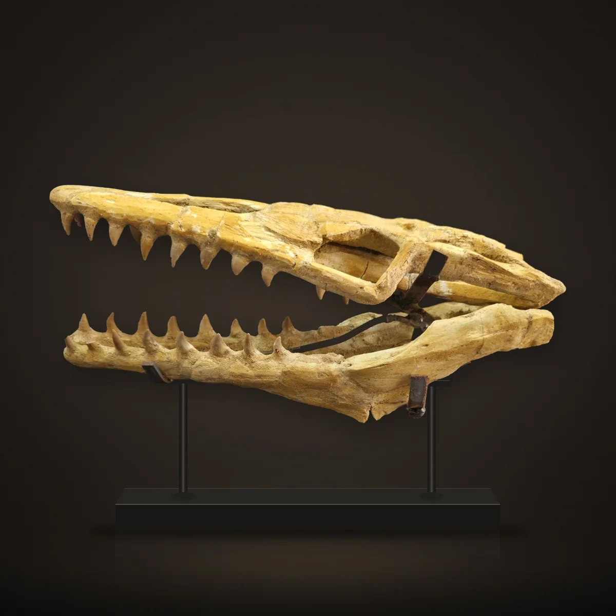 Mosasaur Skull – 32 cm – real specimen photographed by the supplier, shown on a display stand