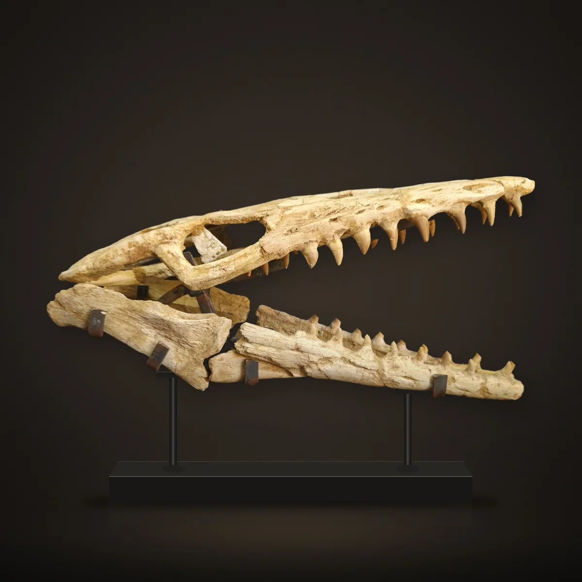 Mosasaur Skull – 32 cm – real specimen photographed by the supplier, shown on a display stand (view 2)