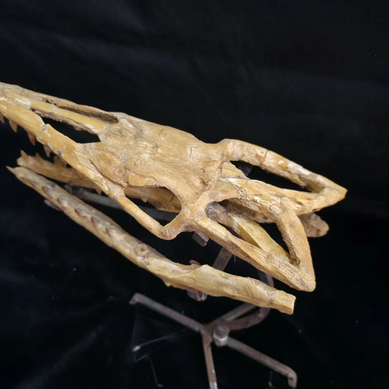 Mosasaur skull – original unedited photo from the supplier