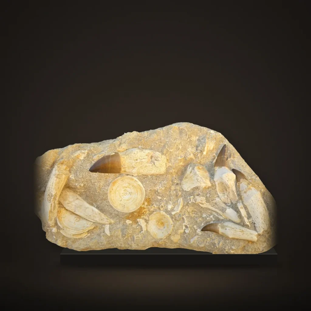 Natural Mosasaur Jacket – 4 Rooted Teeth, Vertebrae and Bones, 37 cm – real specimen photographed by the supplier