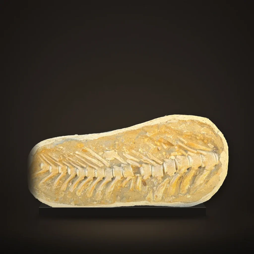 Mosasaur Tail Section in Matrix – 48 cm – real specimen photographed by the supplier