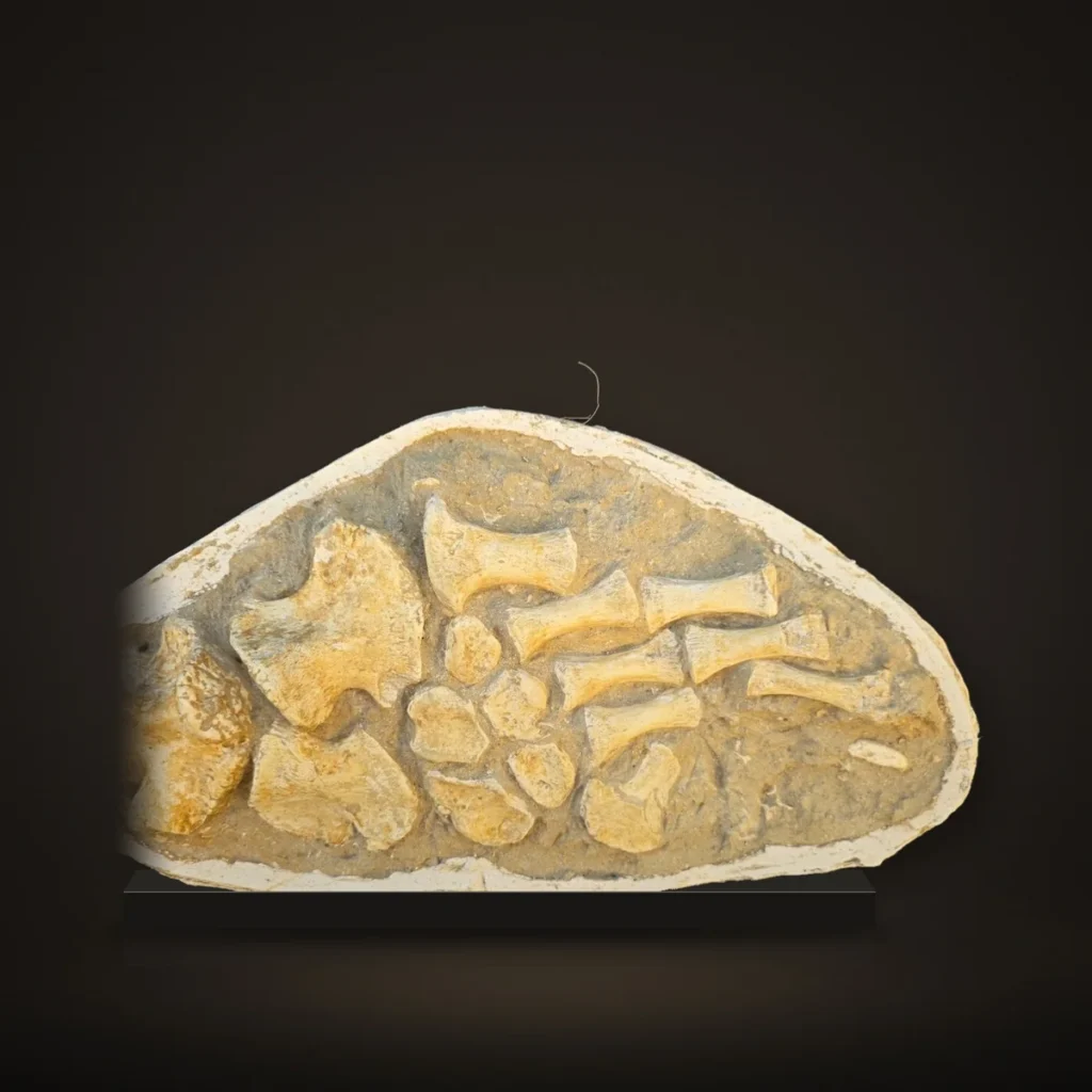 Mosasaur Paddle in Matrix (Partial) – 55 cm – real specimen photographed by the supplier