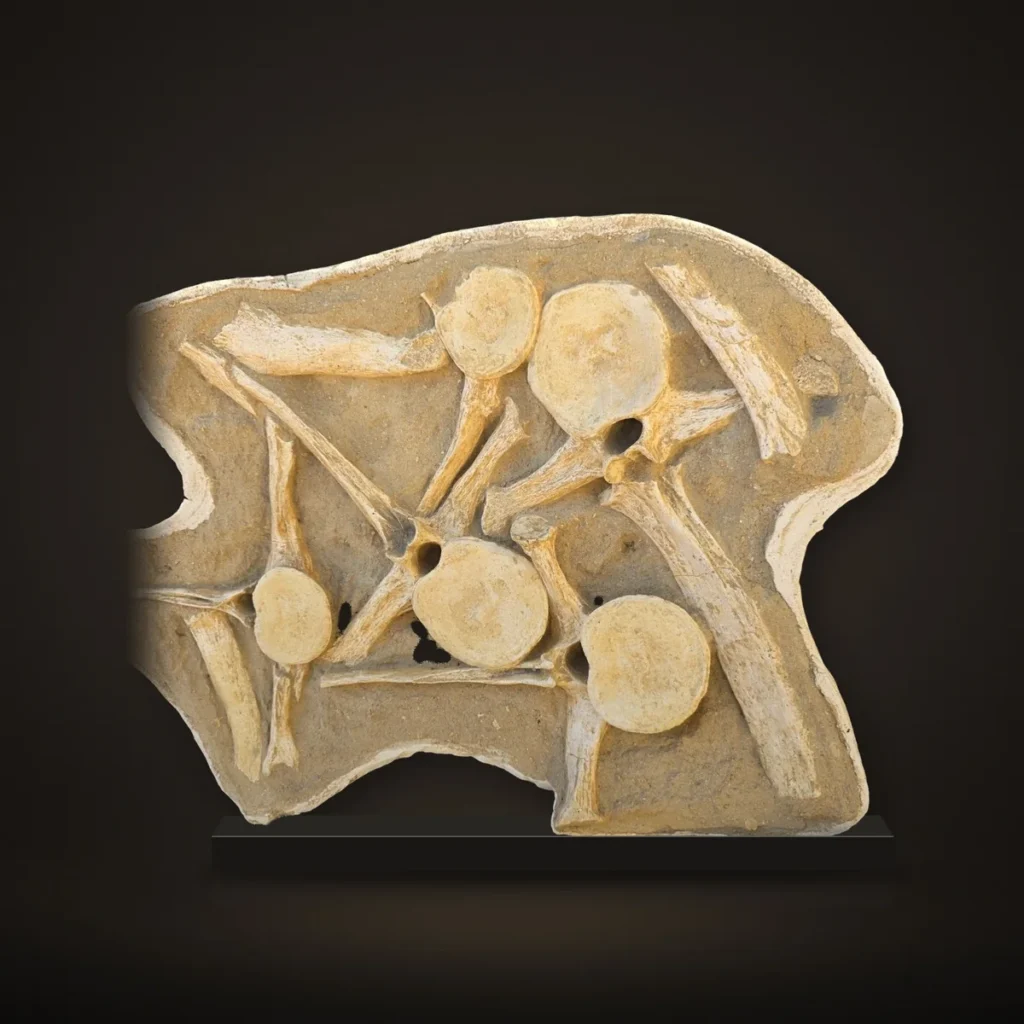 Plesiosaur Zarafasaura oceanis – 5 Vertebrae in Jacket, 75 cm – real specimen photographed by the supplier
