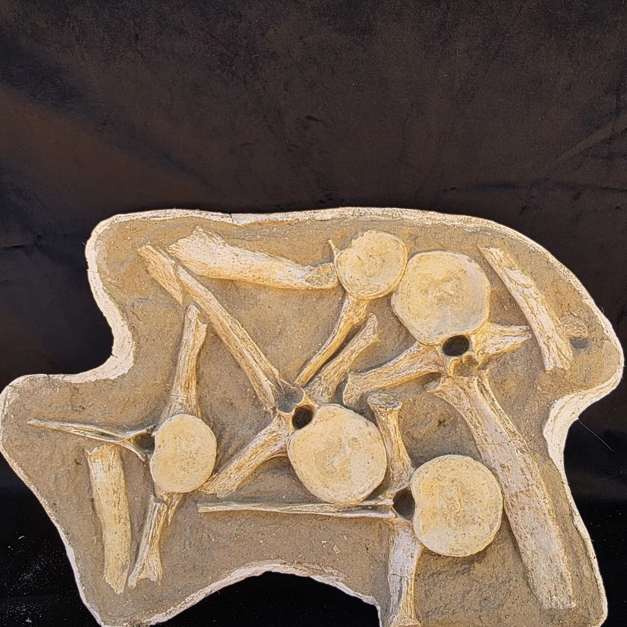 Plesiosaur (Zarafasaura oceanis) jacket with 5 vertebrae – original unedited photo from the supplier